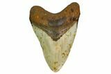 Fossil Megalodon Tooth - North Carolina #164823-1